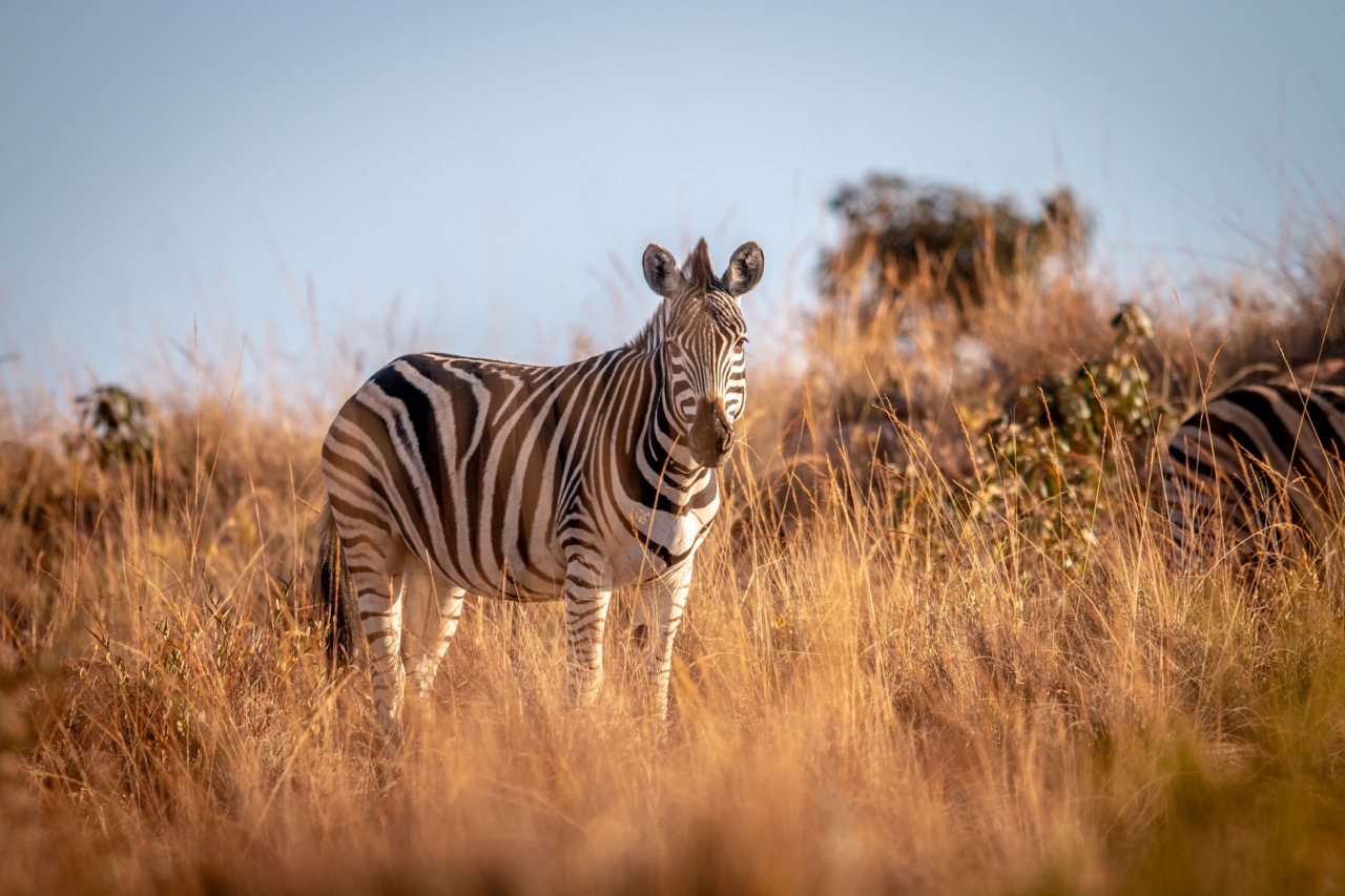 zebra-standing-in-the-grass-in-the-bush-2021-08-27-09-31-15-utc (1) Large